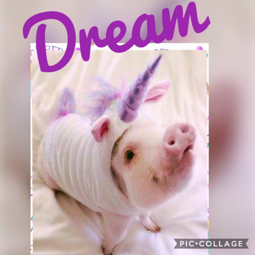 Never Stop Dreaming